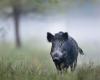 CIA – Italienische Landwirte – Wildschweine: CIA Kalabrien, der Notfall weitet sich aus. Verärgerte Bauern