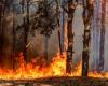 Bekämpfung von Waldbränden in Latium: Operative und investigative Synergie zwischen Forst-Carabinieri und Feuerwehr