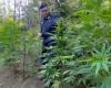 In Lattari Jamaika erscheint lila Marihuana, die Droge der neuen Generationen (VIDEO)