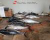 Große Fischbeschlagnahme in Sizilien, schnelle Kontrollen und 19 Tonnen Roter Thun vom Markt genommen – BlogSicilia
