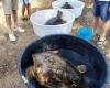 Fifteen Molfetta – Große Party in Prima Cala in Molfetta zur Freilassung von drei Schildkröten