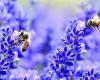 „Lasst uns Bienen und Artenvielfalt retten“, die Lions- und Il Ponte-Konferenz