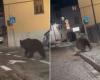 Ein Bär streift durch die Straßen dieser italienischen Region: Hier sind die Berichte