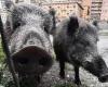 Ligurien wird von Wildschweinen belagert, Genua ist die Provinz mit den meisten Schweinepestfällen