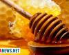 „In der Basilikata liegt die Honigproduktion dieses Jahr nahe bei Null.“ Dies sind die neuesten Nachrichten