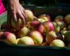 Obst- und Gemüsekurier | Äpfel, Schäden an der russischen und weißrussischen Produktion. REKORDPREISE ERWARTET