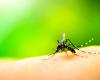 In Apulien wird der Präventionsplan gegen durch Mücken übertragene Viren eingeführt: „Kein Alarm in der Region“