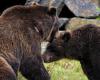 VIDEO | Zwischen Verführungsspielen und „heißen“ Streicheleinheiten bricht in den Abruzzen die Leidenschaft zwischen zwei Bären aus