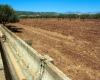 Dürre in Sizilien, der Bürgermeister von Cammarata beschlagnahmt einen Brunnen, um Tausende von Tieren zu retten: „Sie dürfen nicht verdursten“