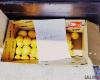 In Olbia gibt es die „schwebende Zitrone“, kostenlose Zitrusfrüchte im Corso