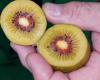 In der Nähe von Latina wird eine Kiwi mit rotem Herzen angebaut – Nachrichten aus der Agrarwelt
