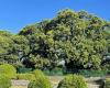 Städtepartnerschaft Sizilien-Trentino: Für die Vigiliane spendet die Gemeinde Sant’Alfio einen Teil des tausendjährigen Kastanienbaums, der zum UNESCO-Weltkulturerbe gehört – Nachrichten