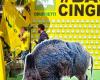 Wildschweinalarm, Landwirte bereit, vor der Region zu protestieren: Delegation auch aus Cesena