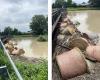 Schlechtes Wetter, der Fluss Secchia steigt weiter an: historische Überschwemmung in Modena