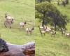 Ein Esel, der vor Jahren von seiner Ranch geflohen war, wurde gefunden und von einer Herde Wapiti willkommen geheißen