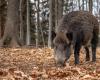 Management von Wildschweinen in Umbrien, im Plan zur Bekämpfung der Afrikanischen Schweinepest vorgesehene Maßnahmen