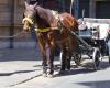 Stoppen Sie den Verkehr von Pferdekutschen in Neapel, jedoch nur über 30 °C