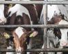 Dänemark: Steuer für Landwirte auf Blähungen bei Nutztieren zur Emissionsbekämpfung: bis zu einhundert Euro pro Tonne CO2