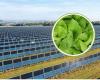 Agrar-PV: Dies sind die Gemüse- und Nutzpflanzen, die laut Wissenschaftlern am besten unter vertikalen Solarmodulen gedeihen