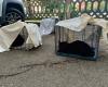 Cesena, Blitzaktion zur Rettung von 23 Katzen, die zu Hause eingesperrt und in Exkrementen versunken sind