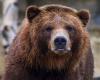Bären im Trentino: Zahlreiche Sichtungen und verursachte Schäden